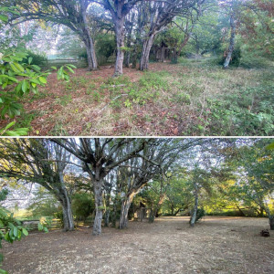 Photo de galerie - Tonte de pelouse - Débroussaillage