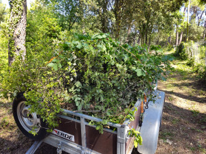 Photo de galerie - Débroussaillage complet avec évacuation. Remorque et matériel adaptés, nettoyage soigné en fin de chantier.