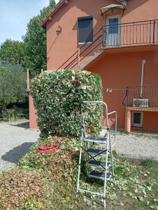 Photo de galerie - Taille de haies et d'arbustes