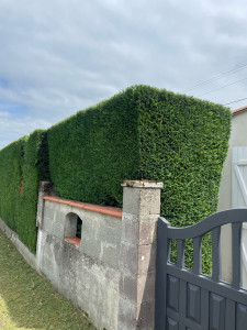 Photo de galerie - Taille de haie