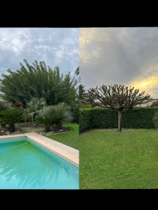 Photo de galerie - Elagage et coupe d'arbres