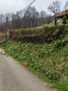 Photo de galerie - Taille de haie