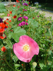 Photo de galerie - Paysagiste - Aménagement du jardin