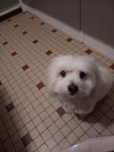 Photo de galerie - Garde chien