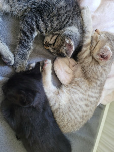 Photo de galerie - Garde de 3 chatons (+leur mère non présente sur la photo)