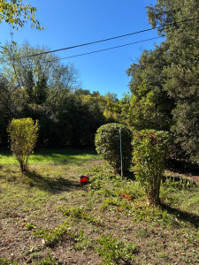 Photo de galerie - Entretien quotidien de haie et de boule 