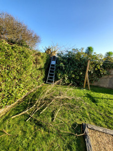 Photo de galerie - Elagage et coupe d'arbres