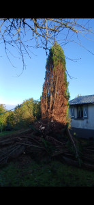 Photo de galerie - Coupe if de 6 mètre proche maison