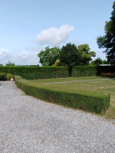 Photo de galerie - Taille de haie