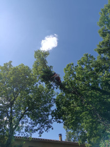 Photo de galerie - Démontage d’un chêne 