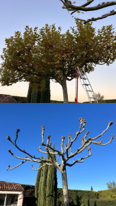 Photo de galerie - Taille automnale d’un platane 