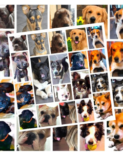 Photo de galerie - Les propriétaires de nos résidents nous ont permis de Garder différentes Races de chiens.