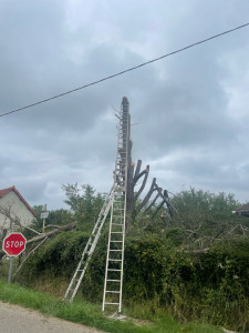 Photo de galerie - Elagage et coupe d'arbres