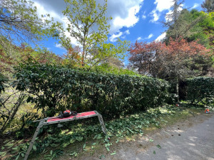 Photo de galerie - Taille de haies et d'arbustes