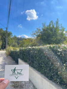 Photo de galerie - Taille de haie 