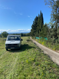 Photo de galerie - Elagage et coupe d'arbres