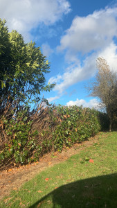 Photo de galerie - Rabattage de haie 