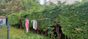 Photo de galerie - Taille de haies et d'arbustes