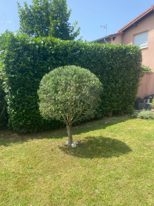 Photo de galerie - Taille de haies et d'arbustes