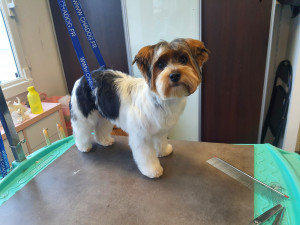 Photo de galerie - Coupe ciseaux 