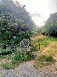 Photo de galerie - Tonte de pelouse - Débroussaillage