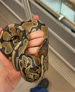 Photo de galerie - Garde de reptiles