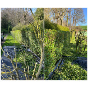 Photo de galerie - Taille de haies et d'arbustes