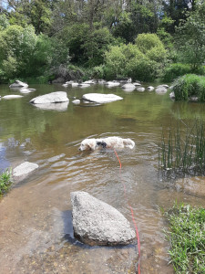 Photo de galerie - Ballades à Saint Laurent Sur Sèvre