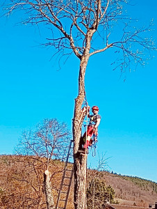 Photo de galerie - Abattage par démontage 