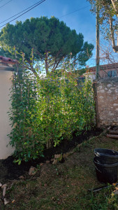 Photo de galerie - Haie après 