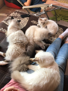 Photo de galerie - Garde de chats