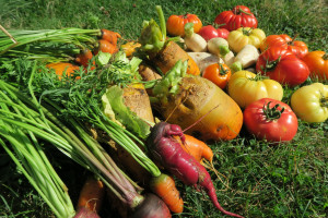 Photo de galerie - Conseils pour améliorer la productivité de votre potager.