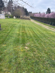 Photo de galerie - Tonte de pelouse - Débroussaillage