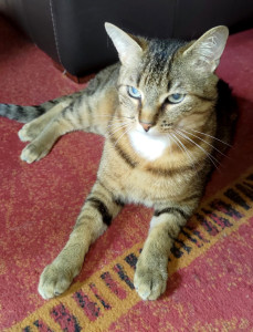 Photo de galerie - Jean Pop’s 