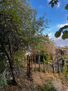 Photo de galerie - Elagage et coupe d'arbres