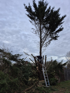 Photo de galerie - élagage  

