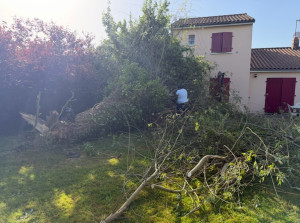 Photo de galerie - Débitage et évacuation d’un saule pleureur qui était sur une terrasses