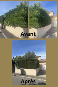 Photo de galerie - Taille de haie