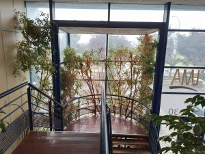 Photo de galerie - Ficus en intérieur après l'entretien. Retrait des branches et feuilles mortes.