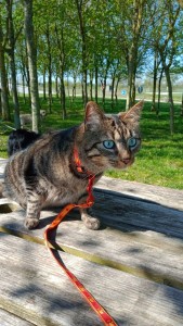 Photo de galerie - Garde chat