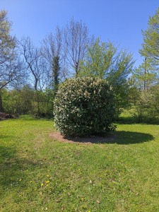 Photo de galerie - Taille de laurier 