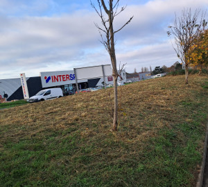 Photo de galerie - Tonte de pelouse - Débroussaillage