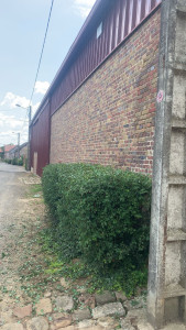 Photo de galerie - Taille de haies et d'arbustes