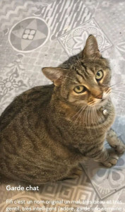 Photo de galerie - Garde chat