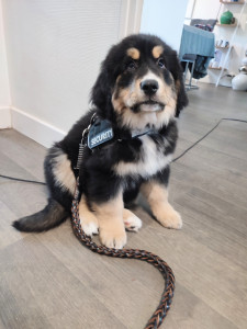 Photo de galerie - Garde de vos animaux : visite à domicile de vos animaux : chiens, chat, chevaux, poules, lapins,...ect. Actuellement propriétaire de 3 chiens, de chevaux et de poules. Je connais très bien les animaux et leur besoin.Diplômée de L'acaced.