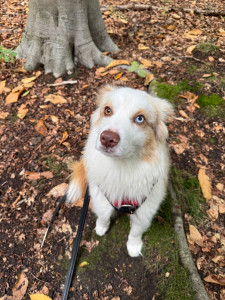 Photo de galerie - Garde chien