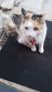 Photo de galerie - Je garde vos animaux (ou votre maison, ou les2) pendant votre absence.. 