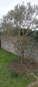 Photo de galerie - Taille d'un olivier 