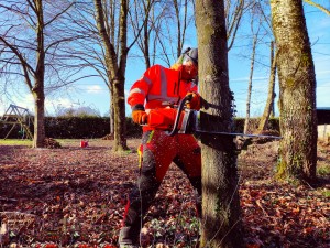 Photo réalisation - Elagage et coupe d'arbres - Johnny - Brette-les-Pins : Abattage d'un arbre en toute sécurité.