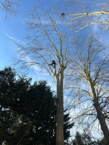 Photo de galerie - Élagage d’un grand platane de 30 m